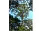 Mature Kauri tree in the forest