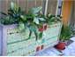 nikau planter