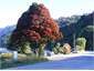 Pohutukawa, Jackson Bay