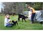 Kids feeding pets