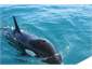 Orcas in the Abel Tasman