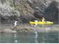 Kayak close to wildlife.