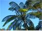 Tree fern beside Bush Cottage