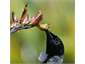Tuis & bellbirds gather their nectar