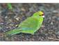 Parakeet on Ulva