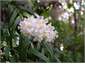 Autumn Orchids