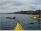 Kayak with the dolphins.