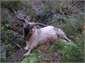 35 inch trophy goat