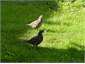 quails on lawn