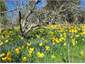 Spring time in the orchard