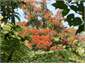 Southern  Rata