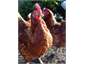 Collect fresh eggs each day