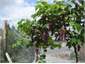 Summer grapes
