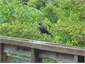 tui in the trees by the deck