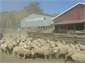 Fat Lambs