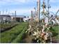 Orchard Setting