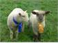 Pet lambs - Blossom and Lucky
