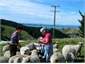 Feeding the pet sheep in back paddock