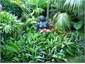 Garden art:-Tetoki's island goddess