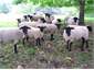 our flock of suffolks