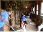Sheep shearing