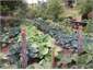 Rows of hostas growing under the pear tree