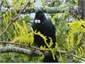 Tui in Gleditsia