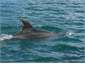 Dolphins often visit the bay