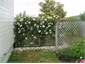 Climbing rose