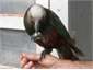 A visiting Kaka