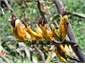 Flax attracts bellbirds & tuis