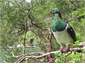 Woodpigeon feeding in tree above the beach