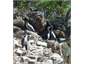 Spotted shags nesting closeby