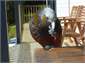 Kaka on table, eating peanuts.
