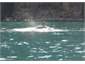 Dolphins @ Mercury Island