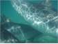 Swim with the dolphins at the beach - lucky you!