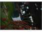 Kereru in our garden