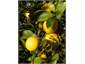 Our lemon tree -located by the fish cleaning sink!