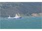 Harbour Boats