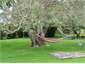 Swings, hammocks, Pepper tree