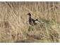 pukeko
