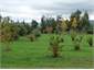Trees for fruits, nuts and beauty