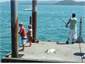 Stuart Road jetty, a popular spot.