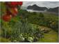 garden with a view