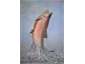 Rainbow trout of the area