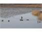 ducks