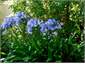 Agapanthus