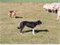 Sheep Dogs @ Work