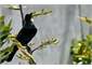 Native Tui on flax on Walkway