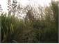 wetlands flax